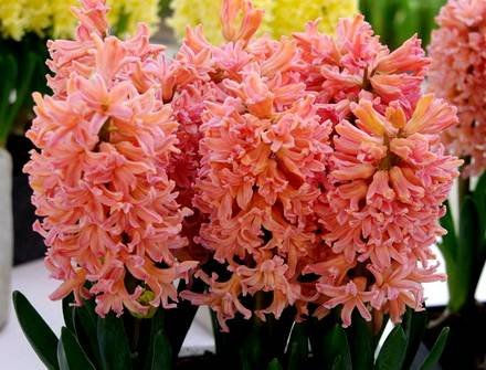 Hyacinthus9