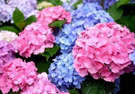 Hydrangea1