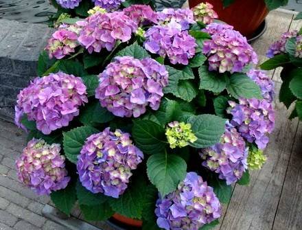 Hydrangea10