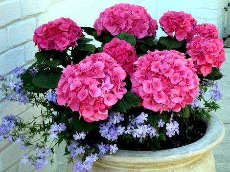 Hydrangea12