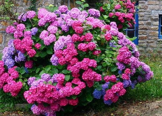 Hydrangea13