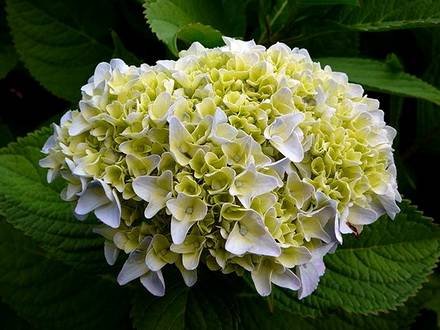 Hydrangea4