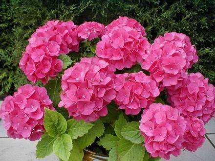 Hydrangea5