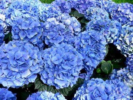Hydrangea6