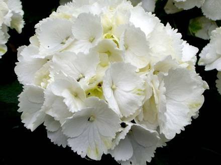 Hydrangea8