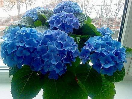 Hydrangea9