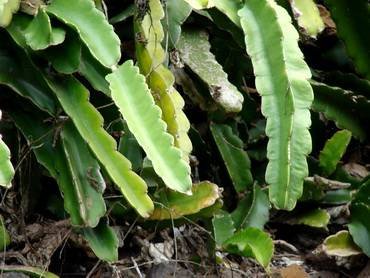 Hylocereus22