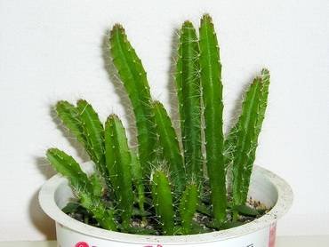 Hylocereus23