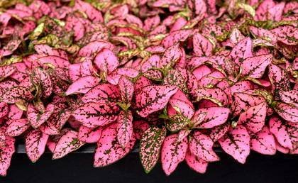 Hypoestes1