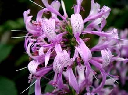 Hypoestes2