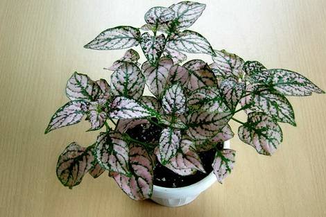 Hypoestes21