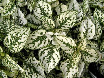 Hypoestes3
