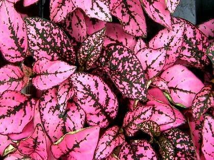 Hypoestes4