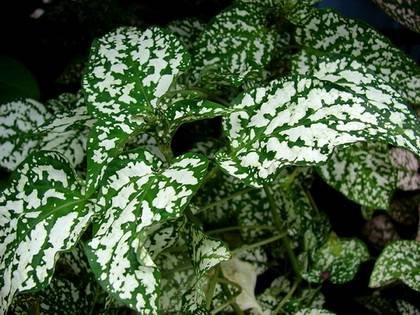 Hypoestes5