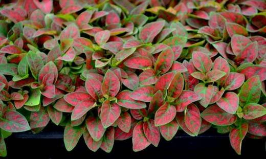 Hypoestes91