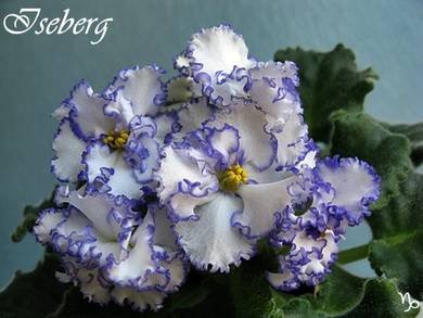 Iceberg5