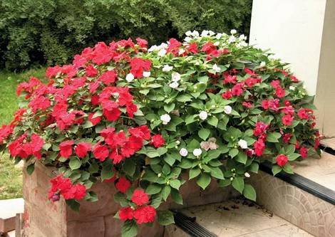 Impatiens1