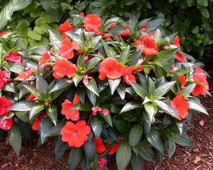 Impatiens2