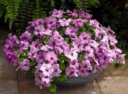 Impatiens3