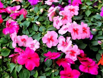 Impatiens33