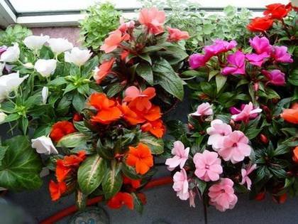 Impatiens4