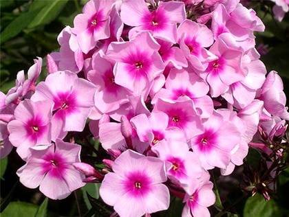Impatiens5