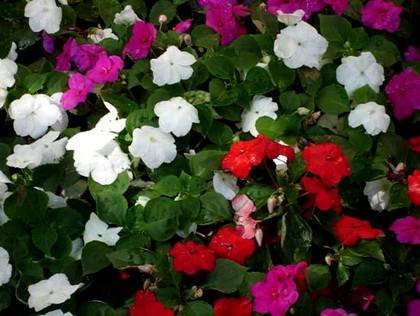 Impatiens6