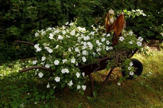 Impatiens7