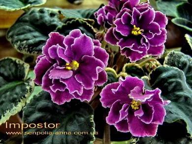 Impostor7
