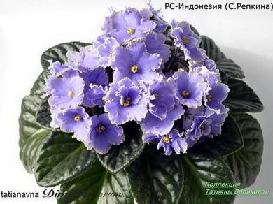 Индонезия8
