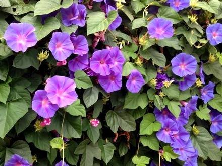 Ipomoea11