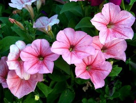 Ipomoea12