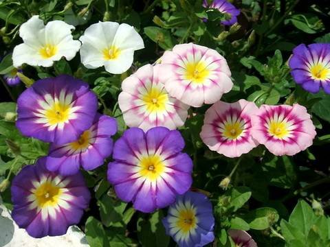 Ipomoea13