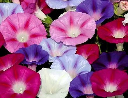Ipomoea14