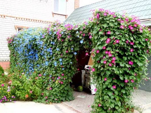 Ipomoea15