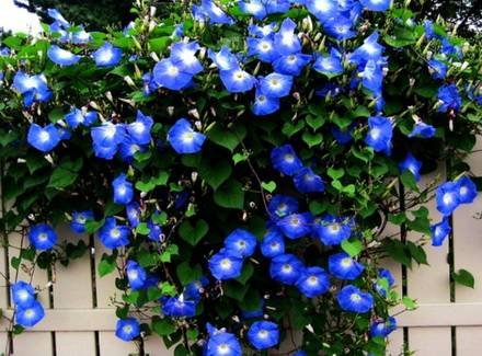 Ipomoea2