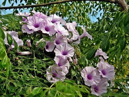 Ipomoea3