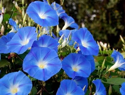 Ipomoea33