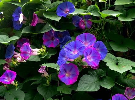 Ipomoea5