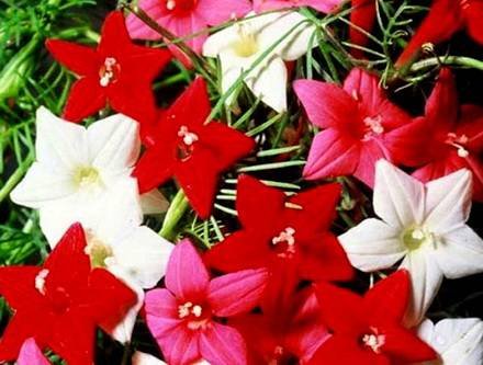 Ipomoea6
