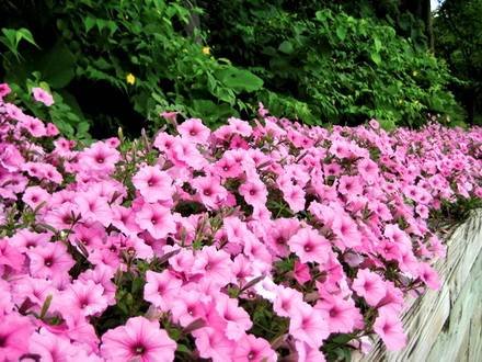 Ipomoea7