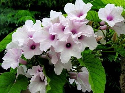 Ipomoea8