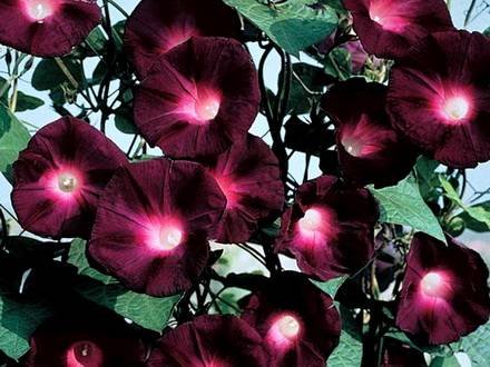 Ipomoea9
