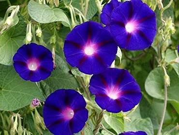 IpomoeaAnnualVine