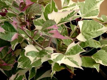 IpomoeaBatatasVariegata