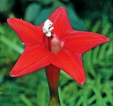 IpomoeaCardinal