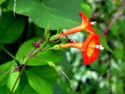 IpomoeaCoccinea