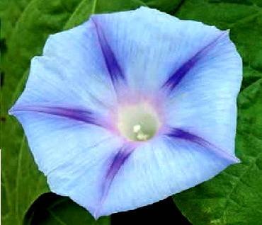IpomoeaElectricBlue