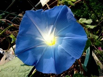 IpomoeaHeavenlyBlue