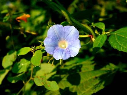 IpomoeaHederacea